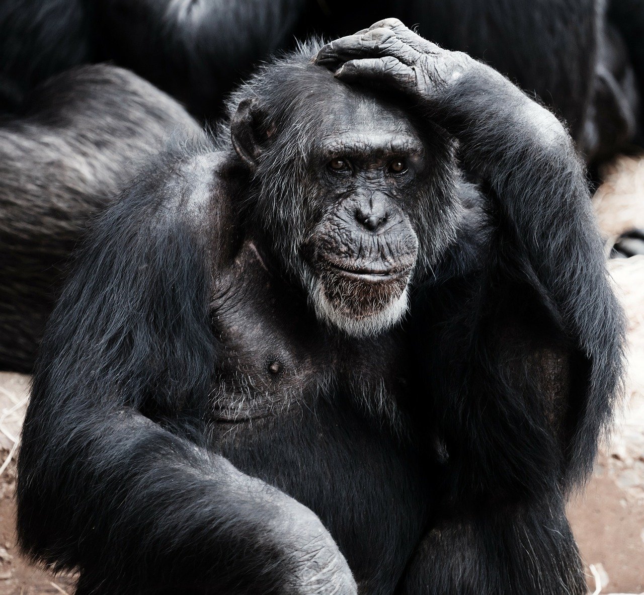 Chimpanzee, used as a visual play on guerrilla and gorilla marketing